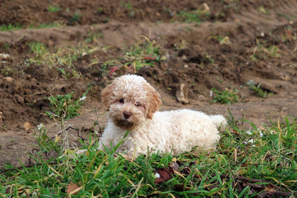 Les Lagotto Romagnolo de l'affixe Des Collines D'Aztlan