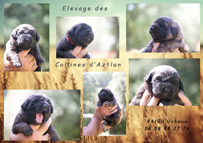 chiot Leonberger Des Collines D'Aztlan