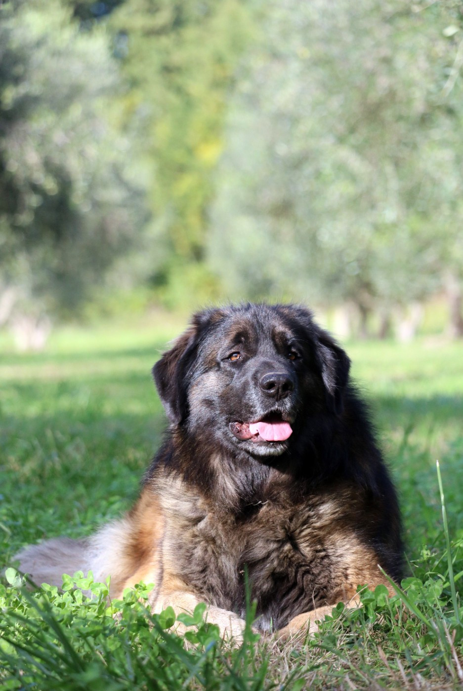 Thorpille galahad Du Chevalier D'Eze