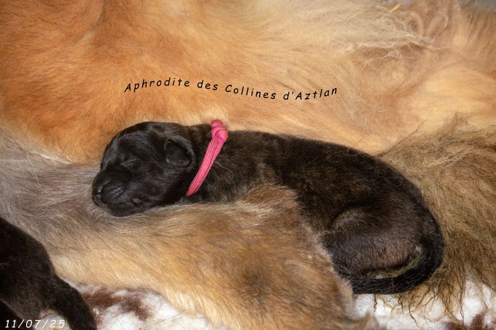 Des Collines D'Aztlan - Chiots disponibles - Leonberger