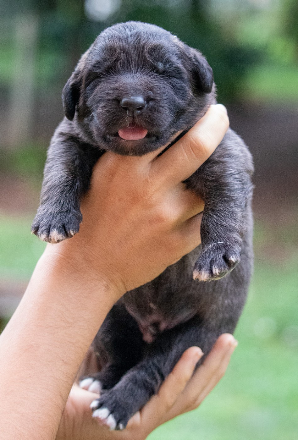 Des Collines D'Aztlan - Chiots disponibles - Leonberger