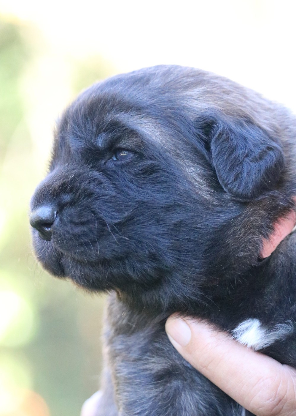 Des Collines D'Aztlan - Chiots disponibles - Leonberger