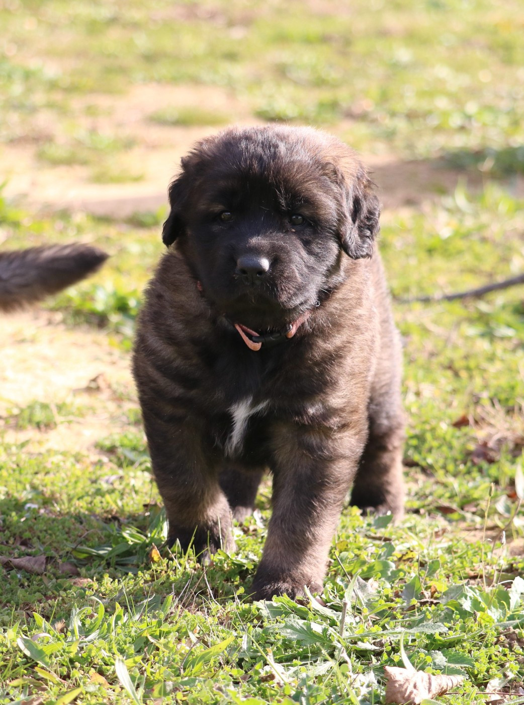 Des Collines D'Aztlan - Chiots disponibles - Leonberger