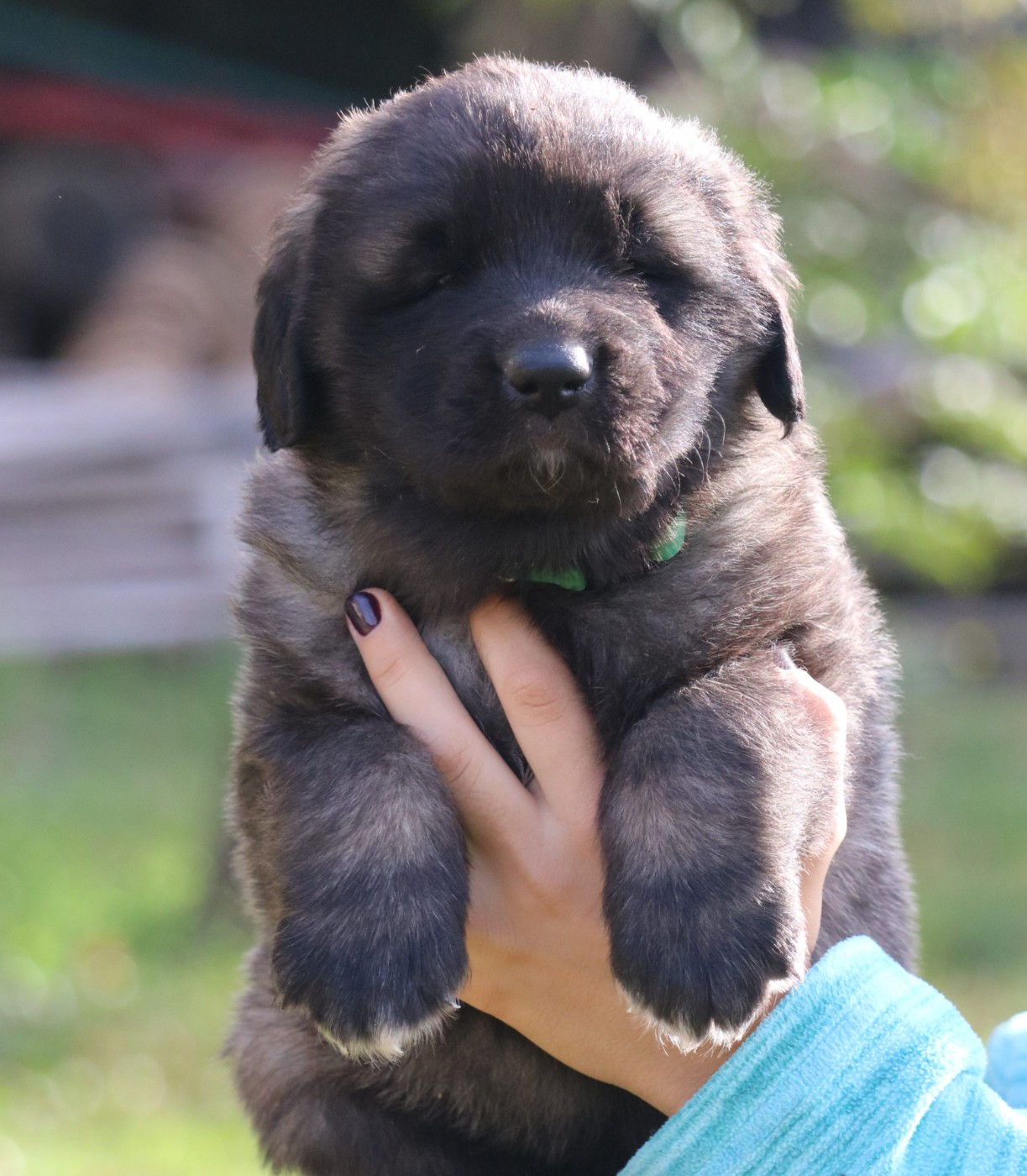 Des Collines D'Aztlan - Chiots disponibles - Leonberger