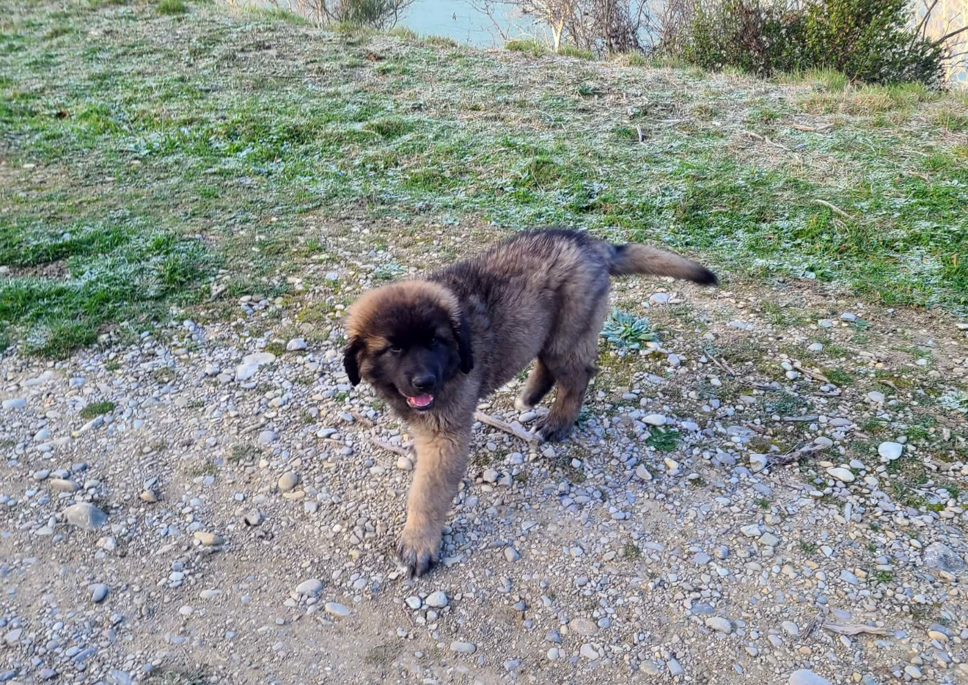 Des Collines D'Aztlan - Chiots disponibles - Leonberger