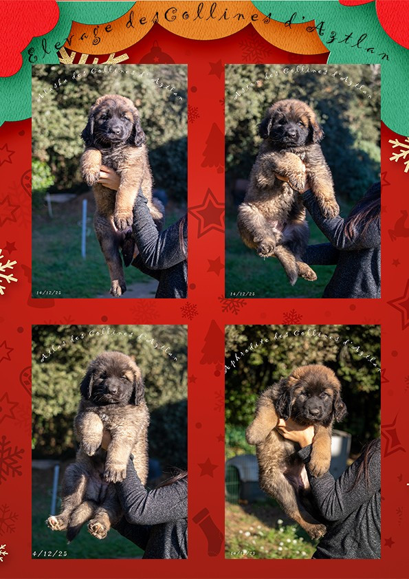 Des Collines D'Aztlan - Leonberger - Portée née le 24/10/2025