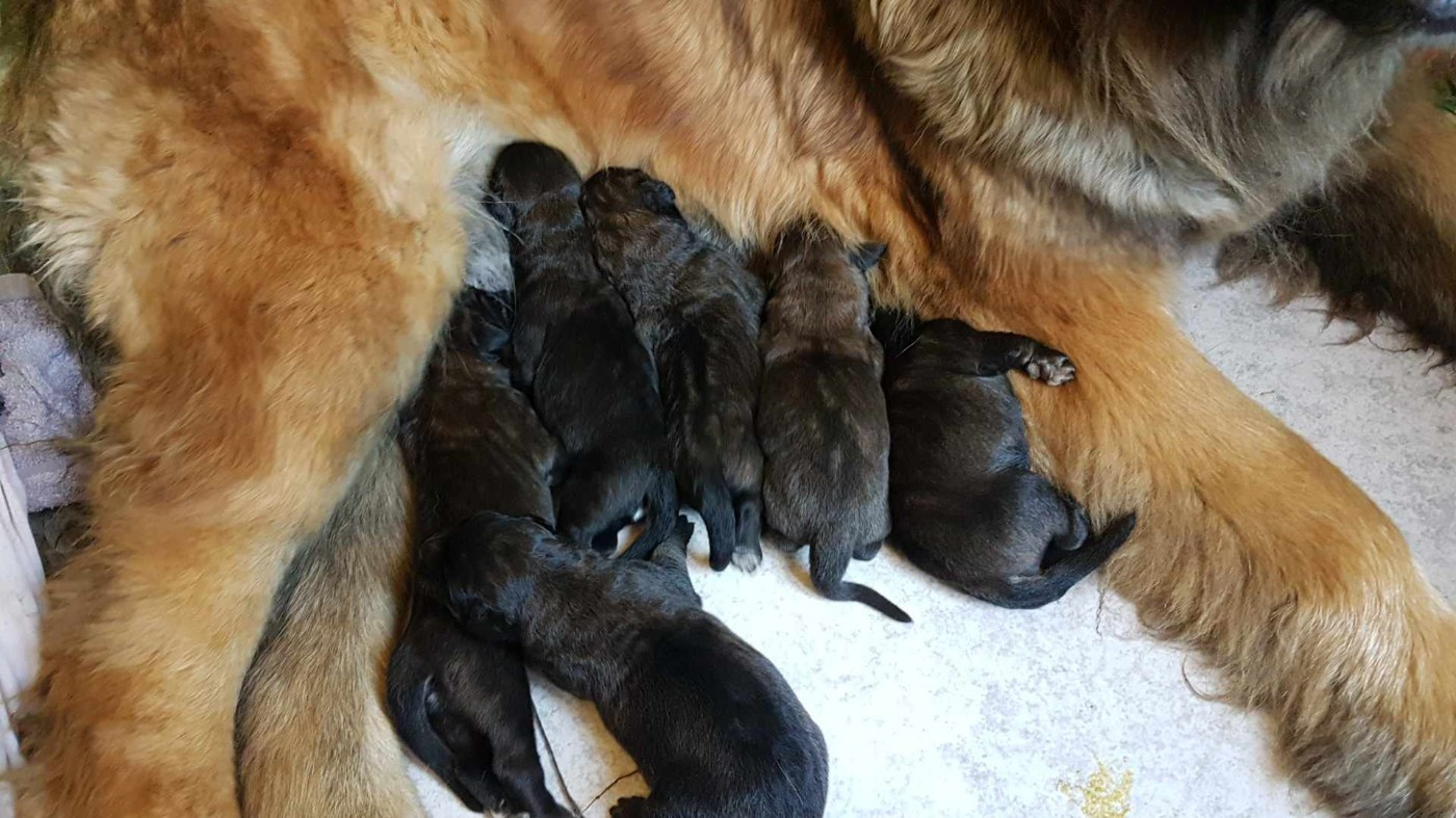 Des Collines D'Aztlan - Chiots disponibles - Leonberger
