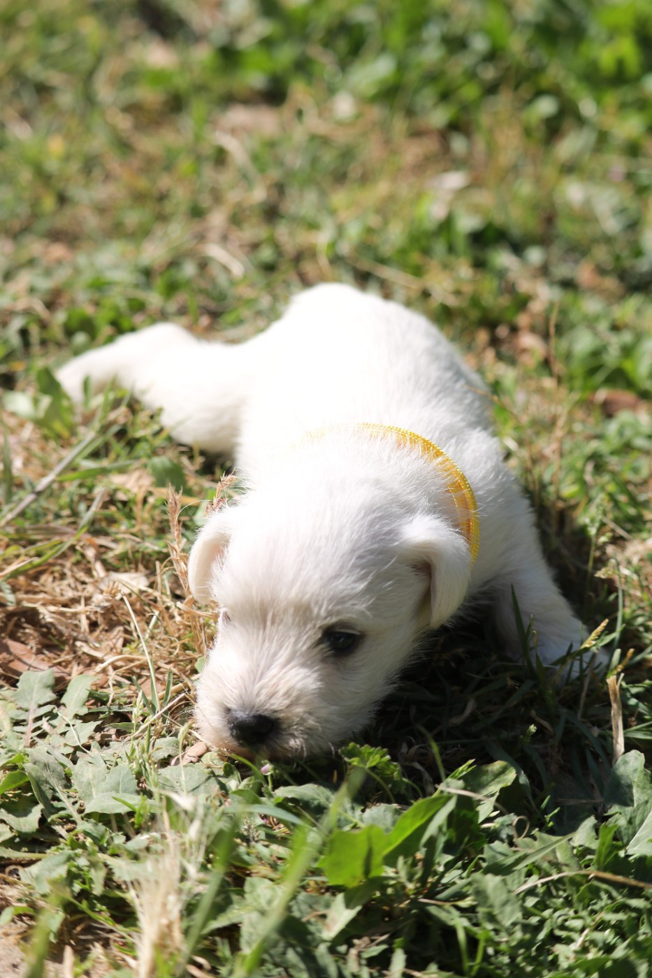 Des Collines D'Aztlan - Chiots disponibles - Schnauzer miniature