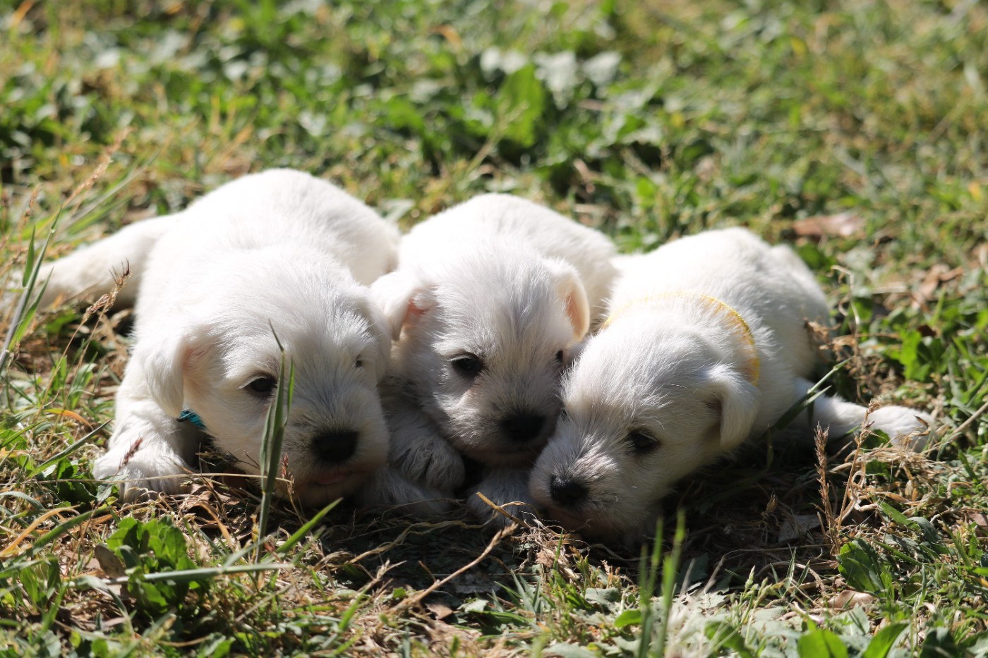 Chiot Schnauzer miniature Des Collines D'Aztlan