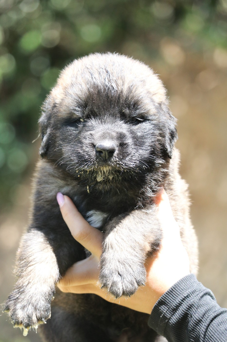 Des Collines D'Aztlan - Chiots disponibles - Leonberger
