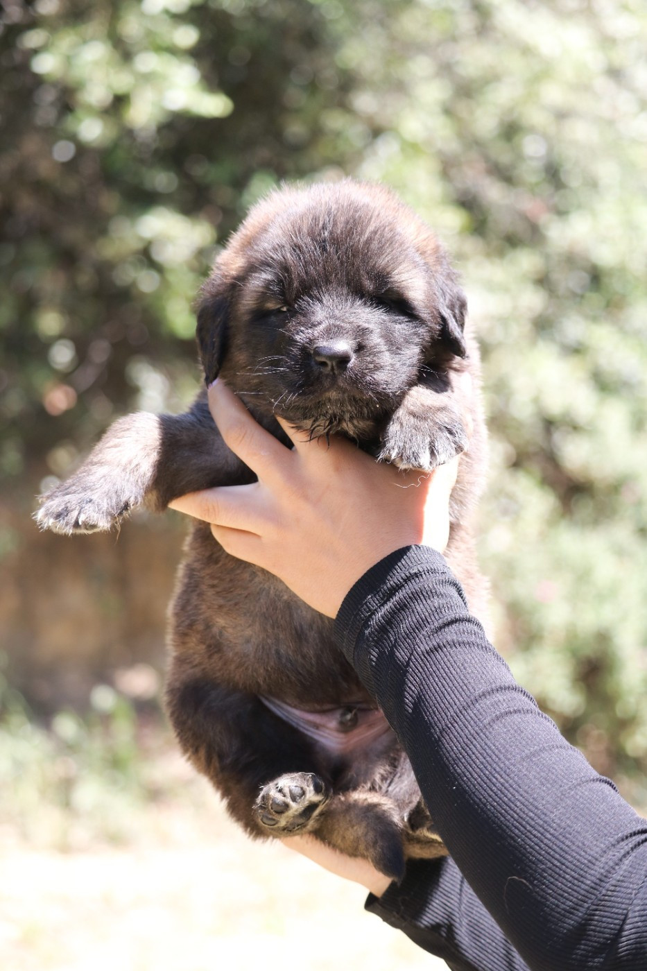 Des Collines D'Aztlan - Chiots disponibles - Leonberger