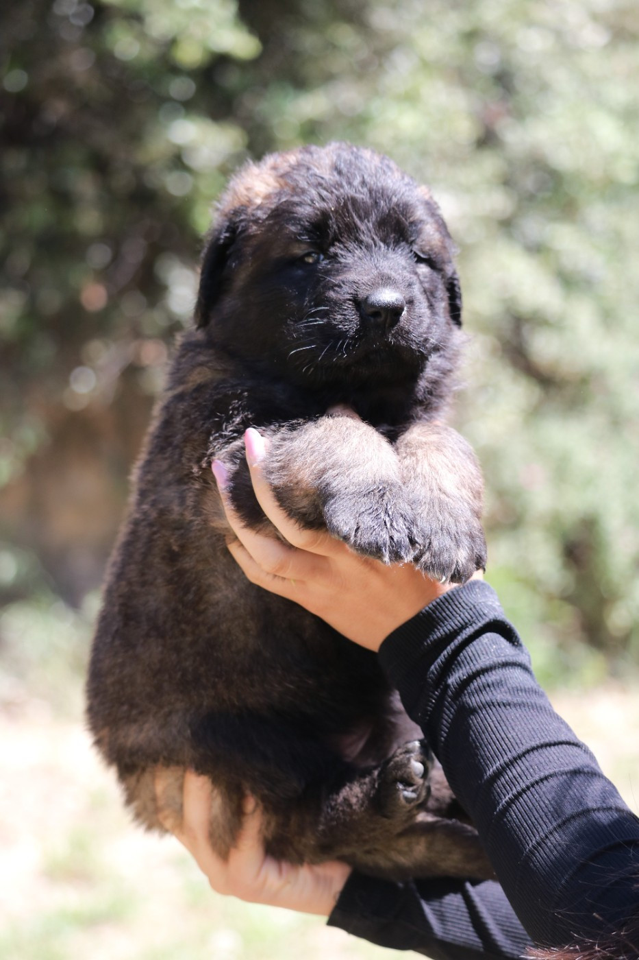 Des Collines D'Aztlan - Chiots disponibles - Leonberger