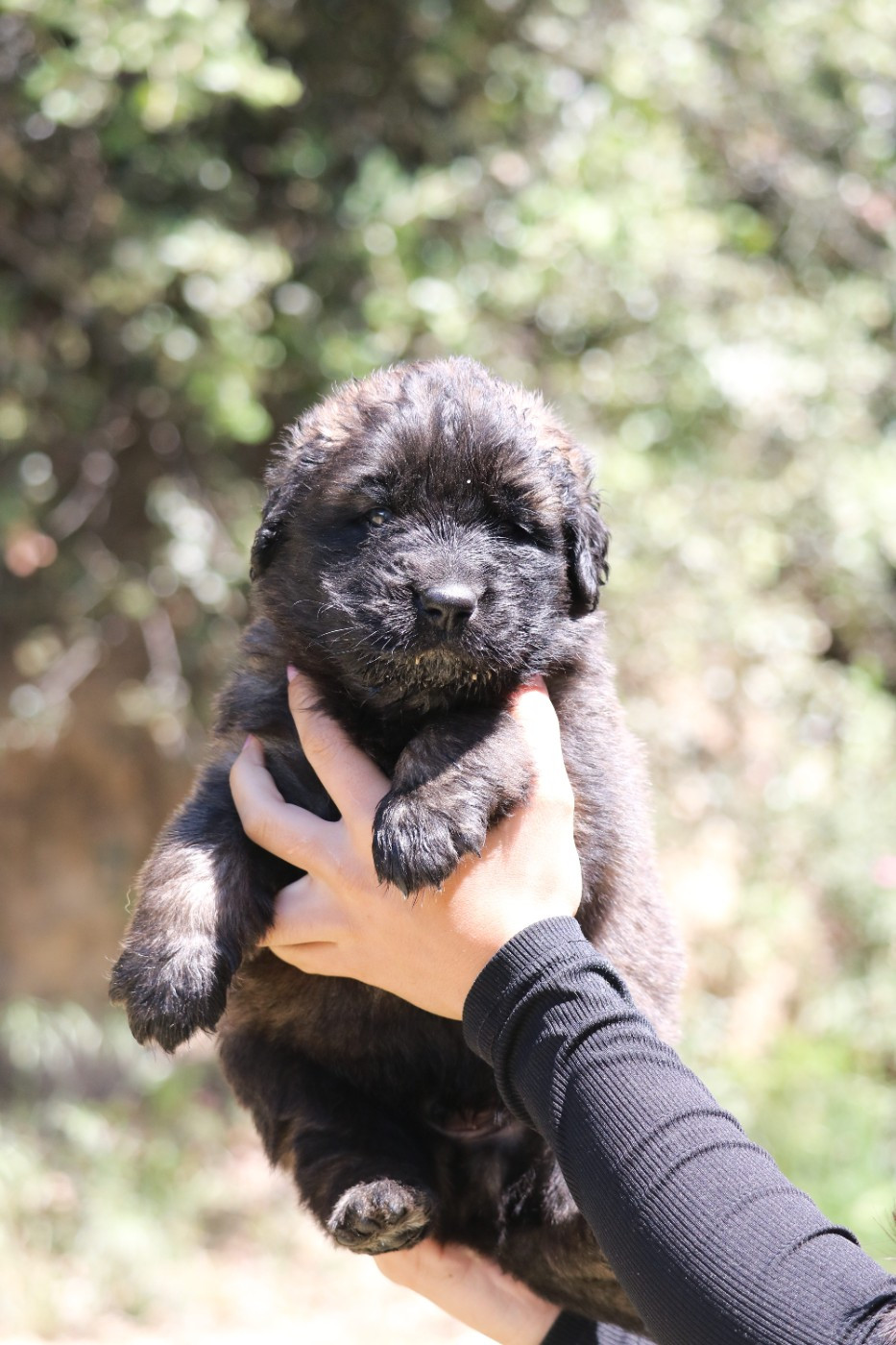 Des Collines D'Aztlan - Chiots disponibles - Leonberger