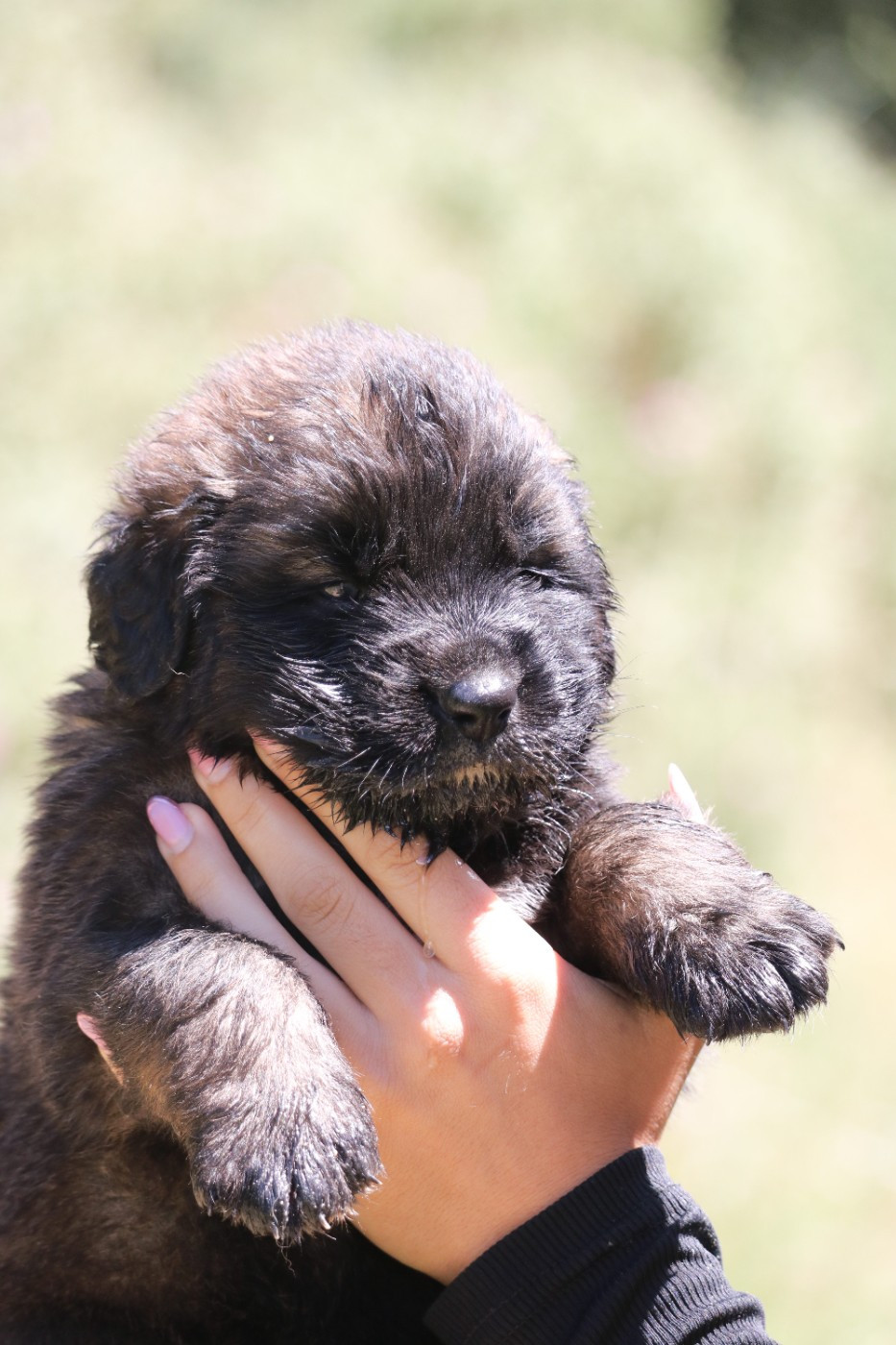 Des Collines D'Aztlan - Chiots disponibles - Leonberger