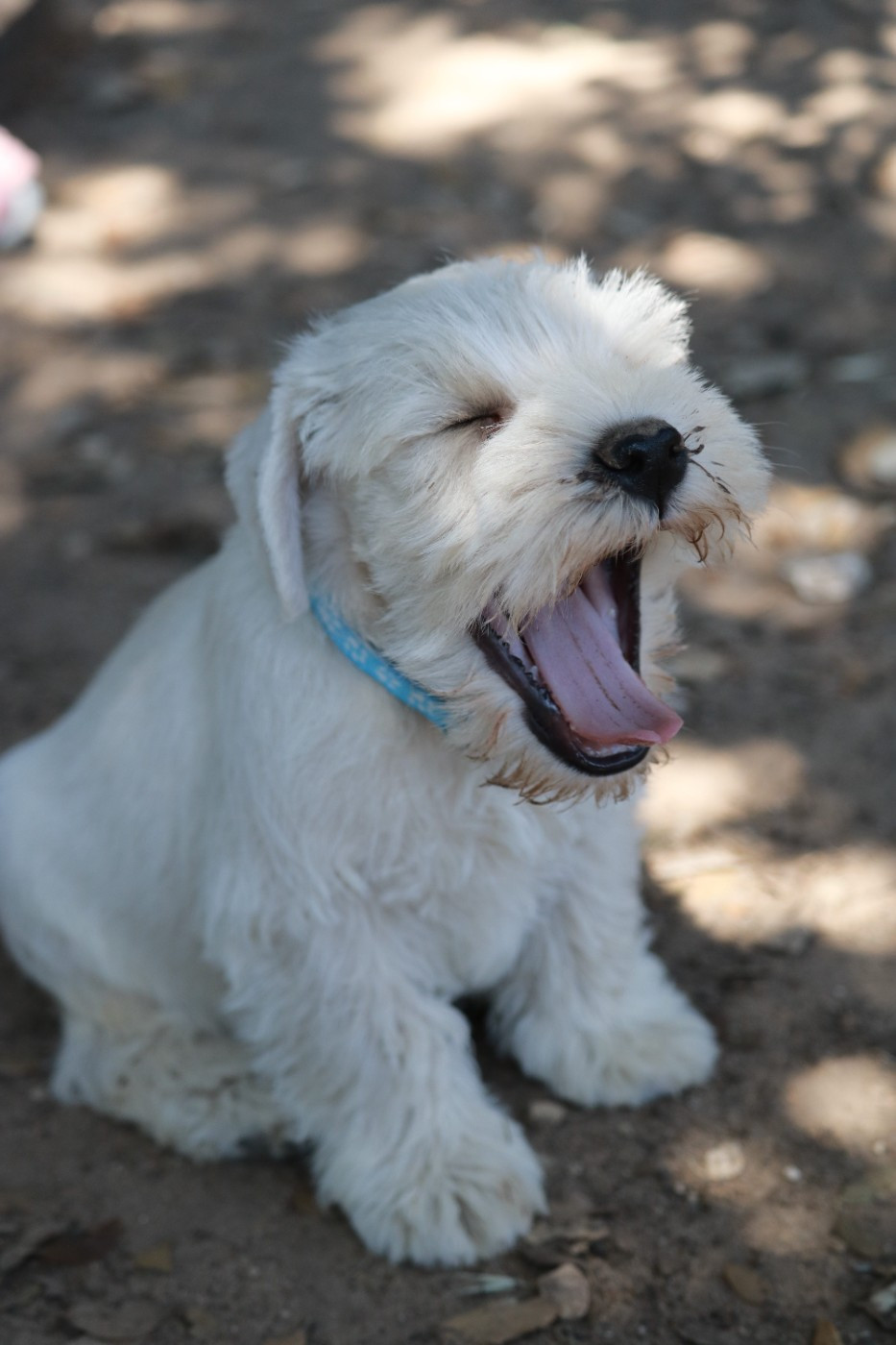 Des Collines D'Aztlan - Chiots disponibles - Schnauzer miniature