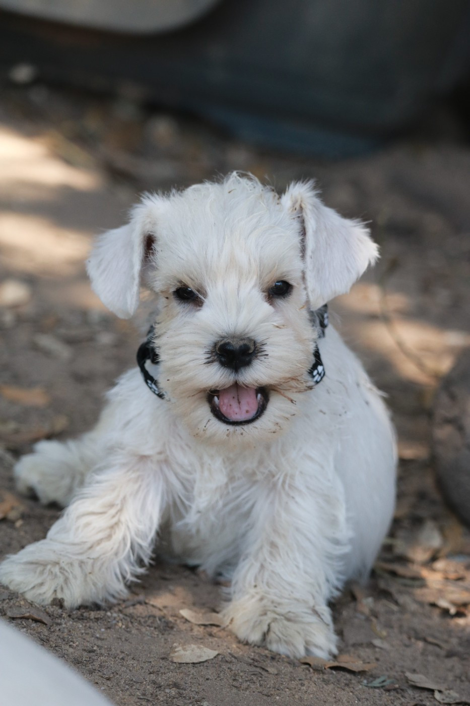 Des Collines D'Aztlan - Chiots disponibles - Schnauzer miniature