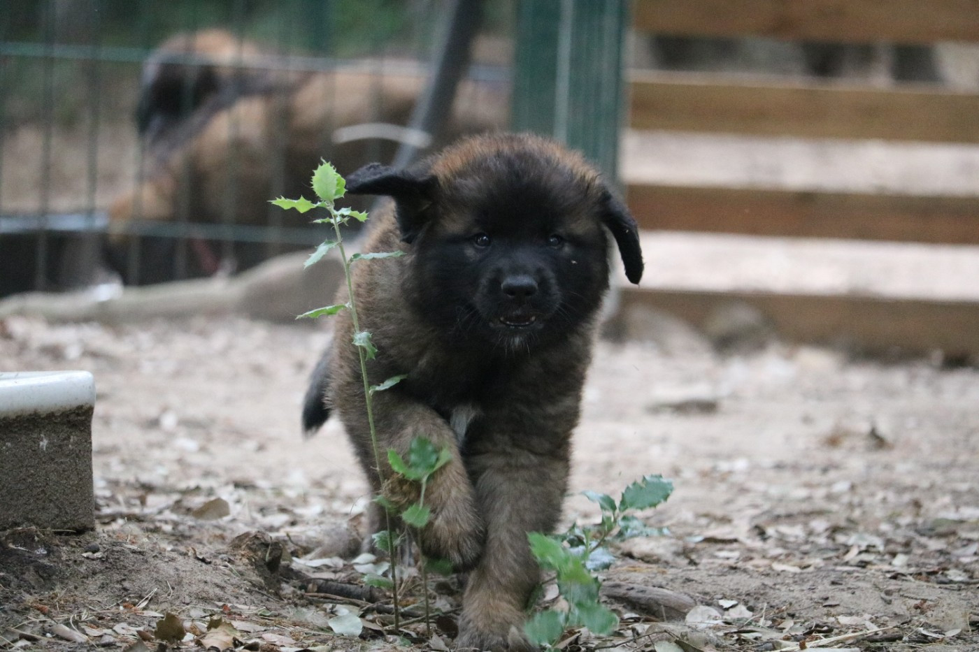 Des Collines D'Aztlan - Chiots disponibles - Leonberger