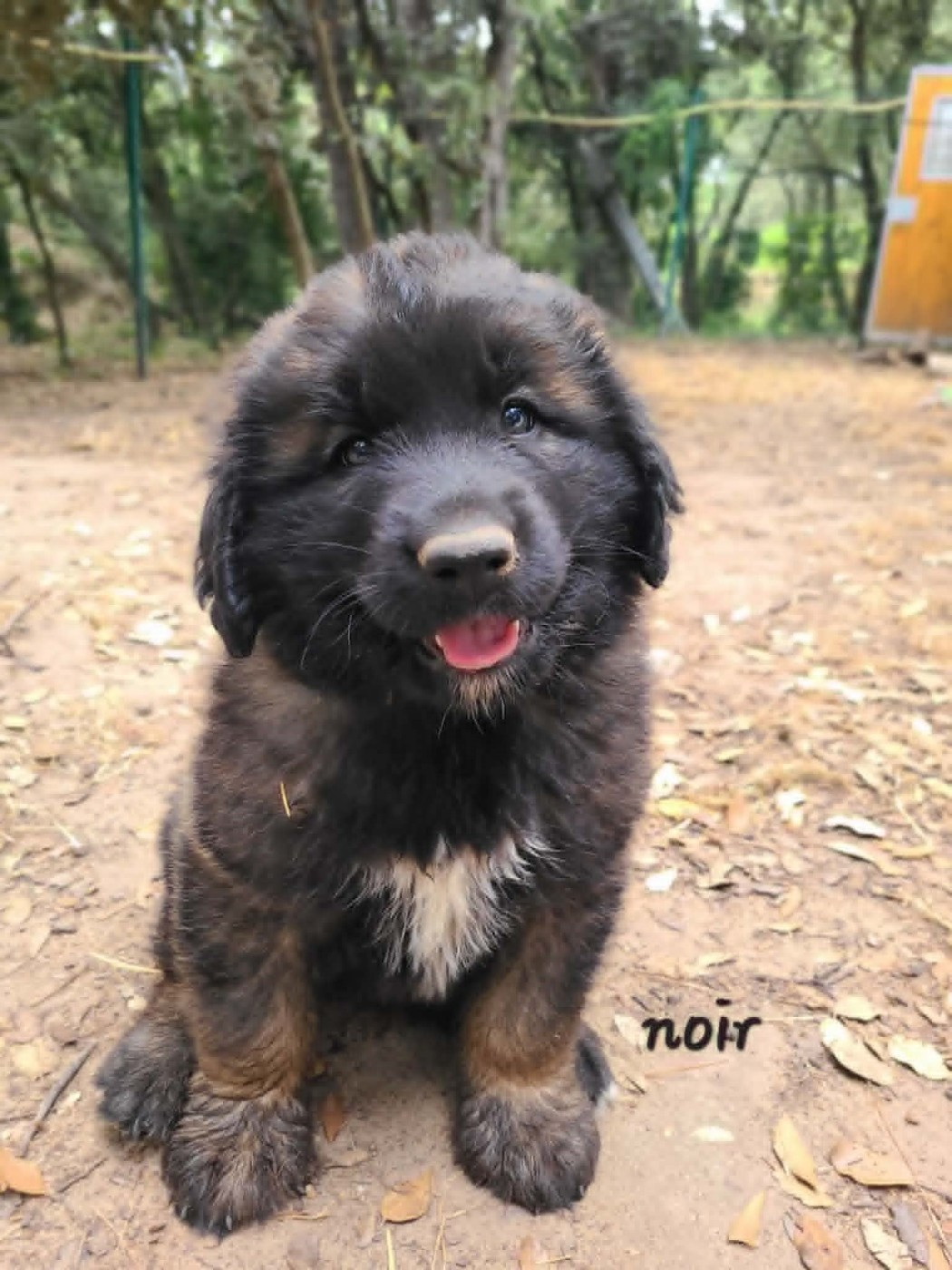 Des Collines D'Aztlan - Chiots disponibles - Leonberger