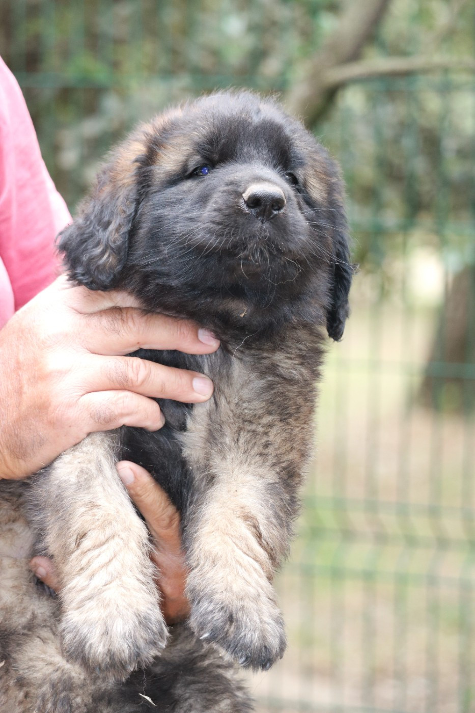 Des Collines D'Aztlan - Chiots disponibles - Leonberger