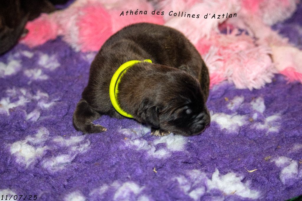 Des Collines D'Aztlan - Chiots disponibles - Leonberger